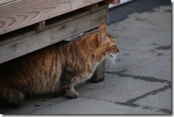 IMG_1011