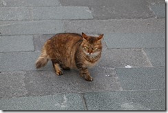 IMG_1012
