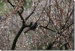 IMG_1297