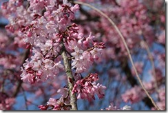 IMG_1450