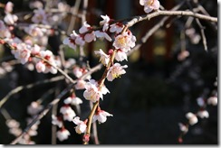 IMG_3609