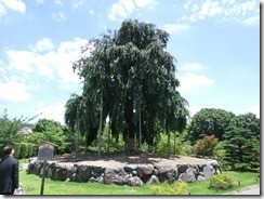 CIMG0482