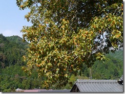 P1000874