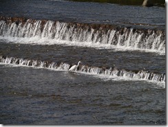 P1030020